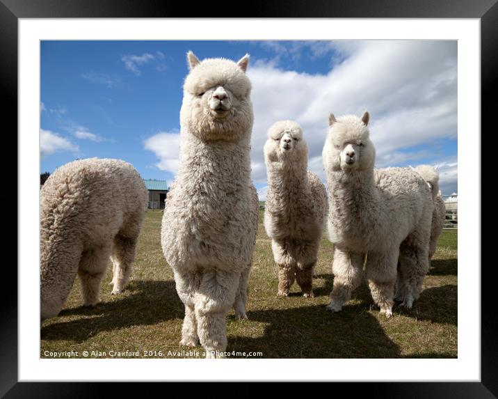 Group of Alpacas Framed Mounted Print by Alan Crawford