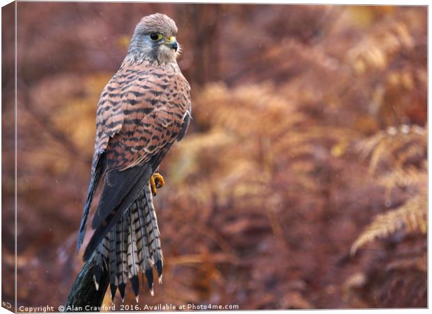 Kestrel                                         Canvas Print by Alan Crawford