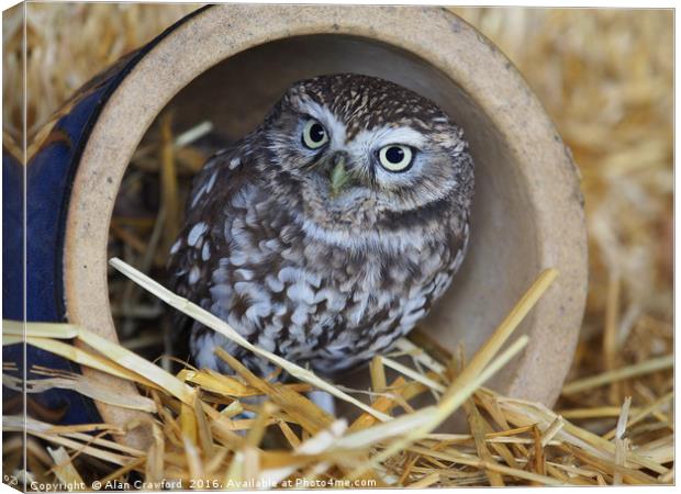 Little Owl                                         Canvas Print by Alan Crawford