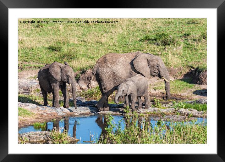 Elephant Family at a watering hole. Framed Mounted Print by Mary Fletcher