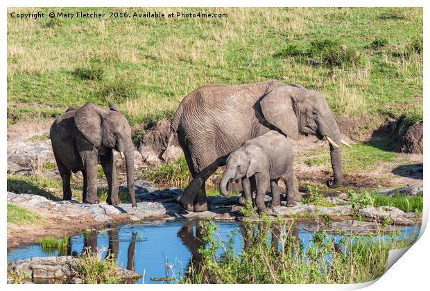 Elephant Family at a watering hole. Print by Mary Fletcher