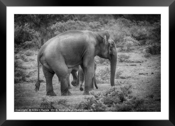 Endangered Sri Lankan Elephant Kinship Framed Mounted Print by Gilbert Hurree