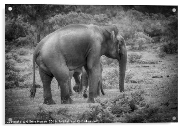 Endangered Sri Lankan Elephant Kinship Acrylic by Gilbert Hurree