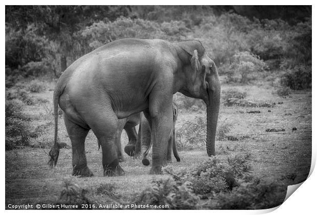 Endangered Sri Lankan Elephant Kinship Print by Gilbert Hurree