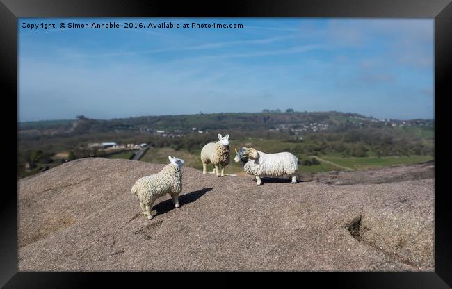 Derbyshire Sheep Framed Print by Simon Annable