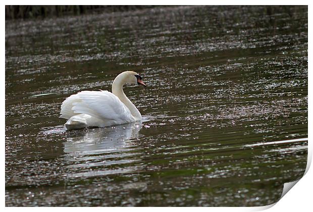Swan on the pond. Print by Иван Щербанюк