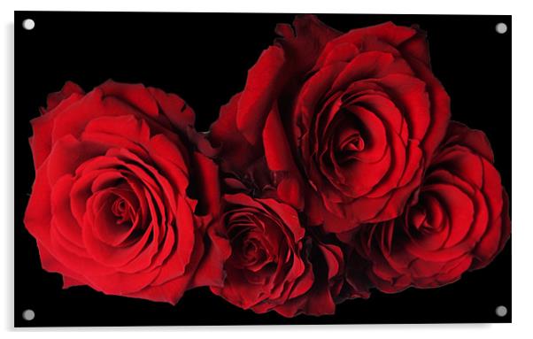 Red Roses with Black Background Acrylic by Elaine Young