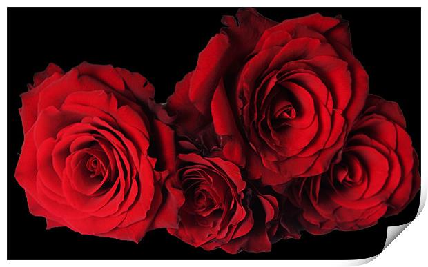 Red Roses with Black Background Print by Elaine Young