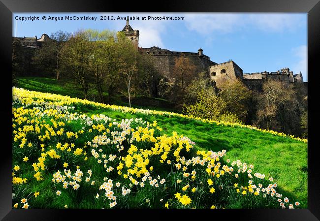 Edinburgh Castle embankment daffodils Framed Print by Angus McComiskey