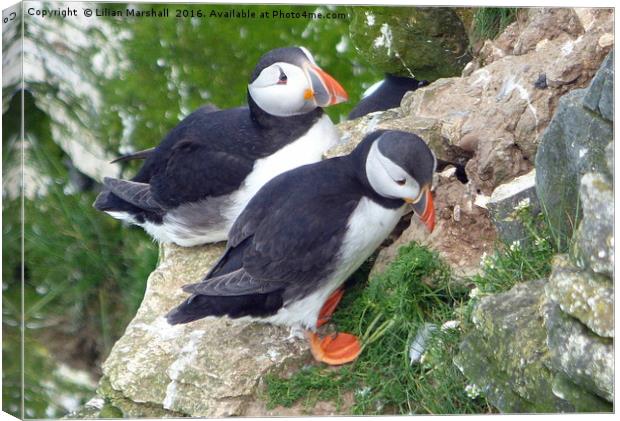 Puffins on Bempton Cliffs. Canvas Print by Lilian Marshall