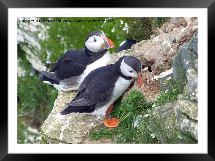 Puffins on Bempton Cliffs. Framed Mounted Print by Lilian Marshall