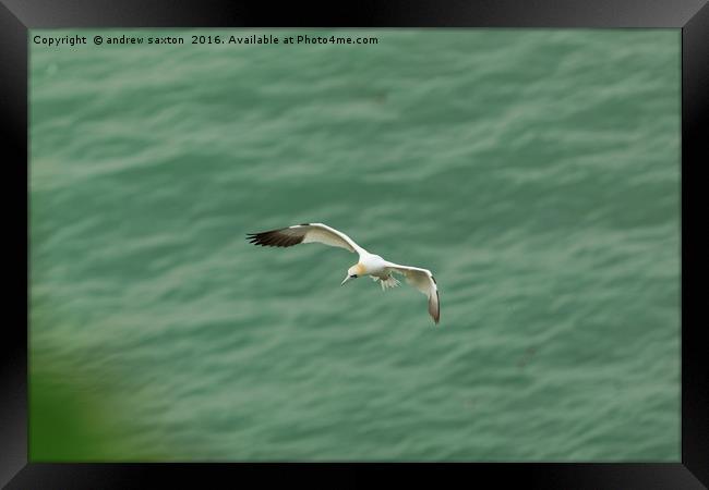 FLAPPING IN Framed Print by andrew saxton