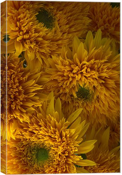 Frilly Double Sunflowers Canvas Print by Ann Garrett