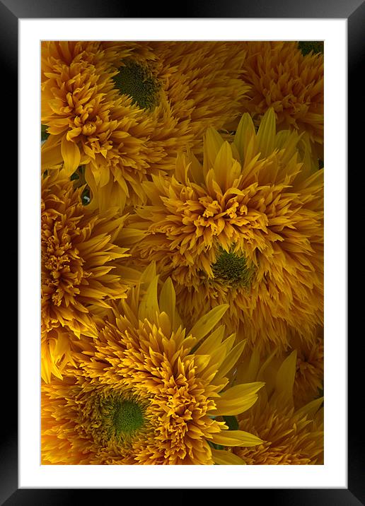Frilly Double Sunflowers Framed Mounted Print by Ann Garrett