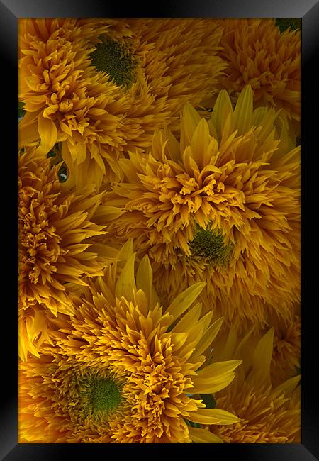 Frilly Double Sunflowers Framed Print by Ann Garrett
