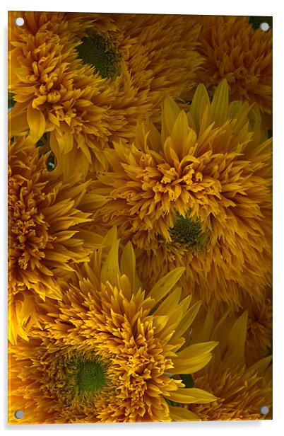 Frilly Double Sunflowers Acrylic by Ann Garrett