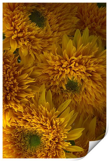 Frilly Double Sunflowers Print by Ann Garrett