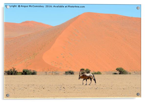 Lone male gemsbok crossing Namib desert Acrylic by Angus McComiskey
