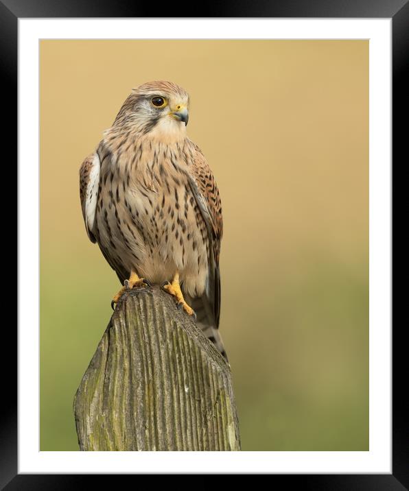 Female Common Kestrel Framed Mounted Print by Sue Dudley