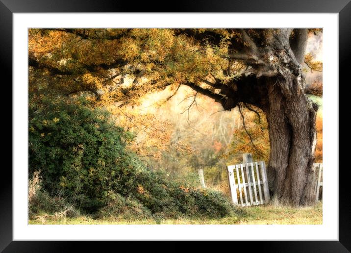 Gateway to Autumn Framed Mounted Print by Sue Dudley