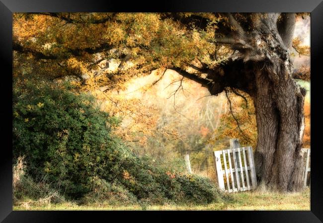 Gateway to Autumn Framed Print by Sue Dudley