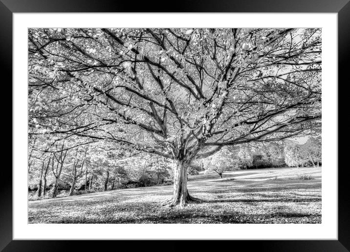 The Autumn Ghost Tree Framed Mounted Print by David Pyatt