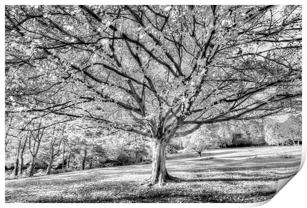 The Autumn Ghost Tree Print by David Pyatt