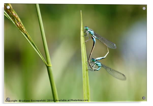 Closeup of green dragonfly copulating Acrylic by Łukasz Szczepański