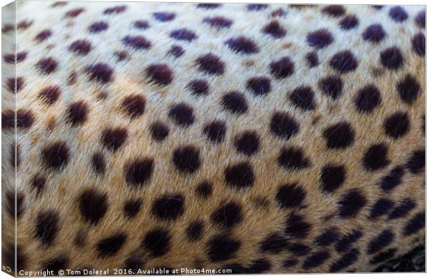 Leopard abstract Canvas Print by Tom Dolezal