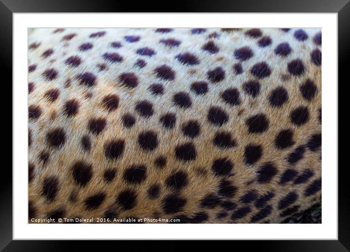 Leopard abstract Framed Mounted Print by Tom Dolezal