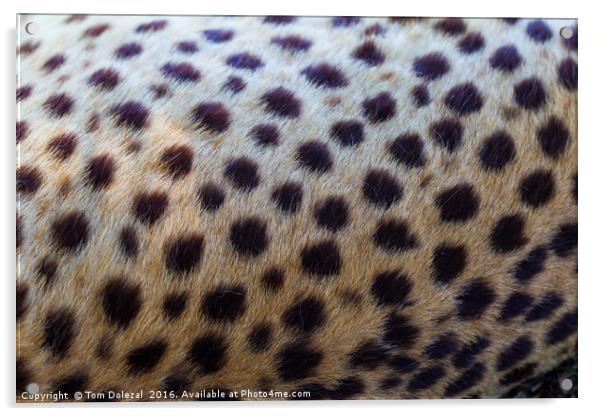 Leopard abstract Acrylic by Tom Dolezal