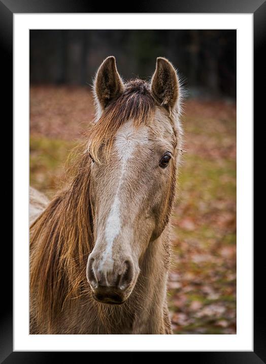 Beautiful Horse Framed Mounted Print by Sarah Ball