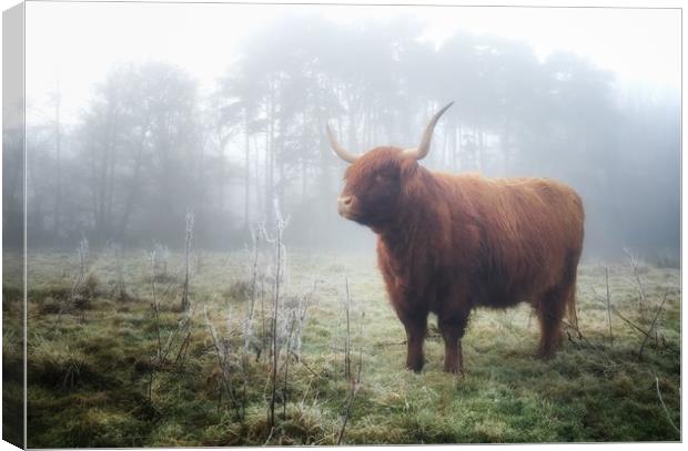 Highland in the mist Canvas Print by Simon Wrigglesworth