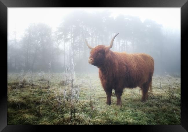 Highland in the mist Framed Print by Simon Wrigglesworth