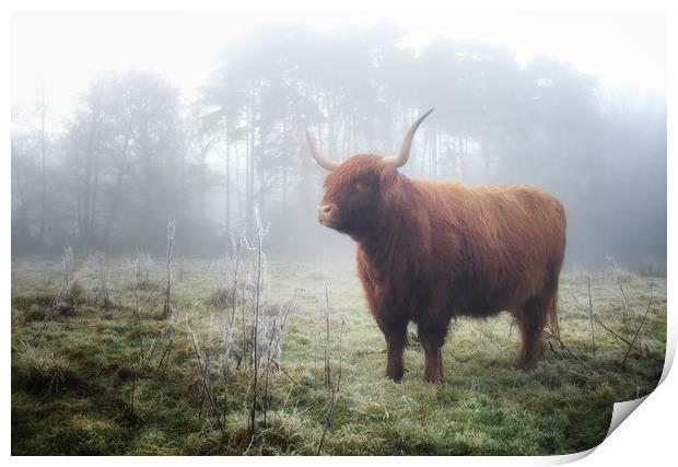 Highland in the mist Print by Simon Wrigglesworth