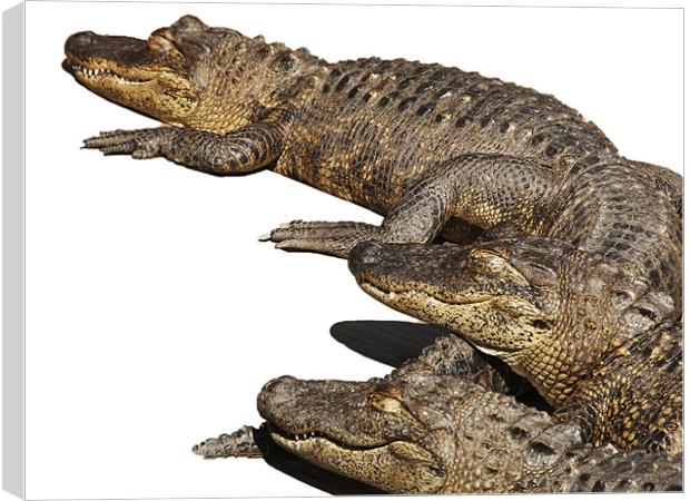 Alligator Trio Canvas Print by Elaine Young