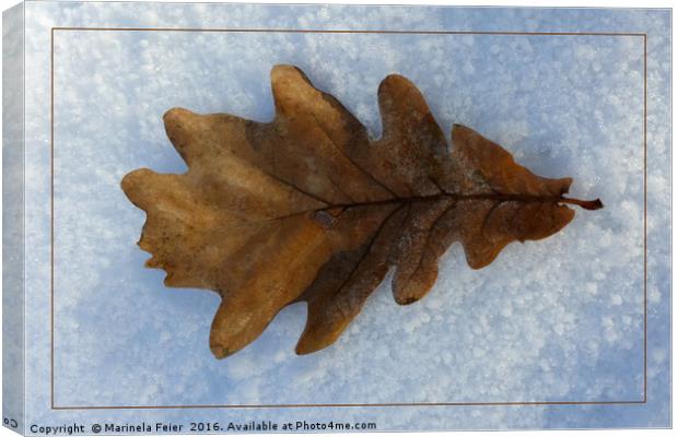 leaf on snow Canvas Print by Marinela Feier