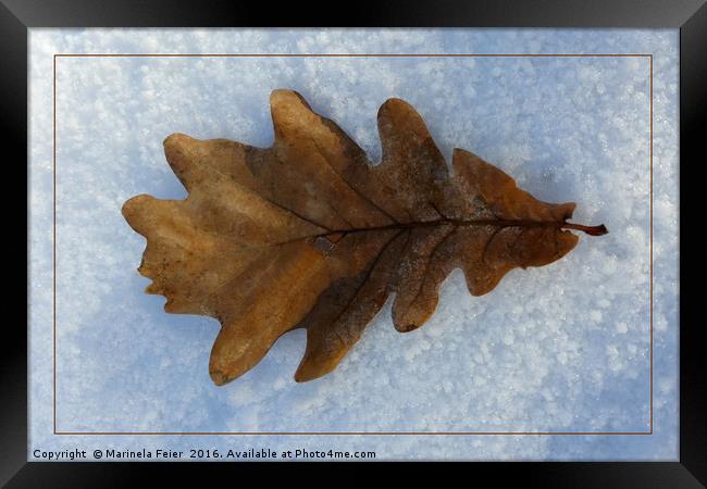 leaf on snow Framed Print by Marinela Feier