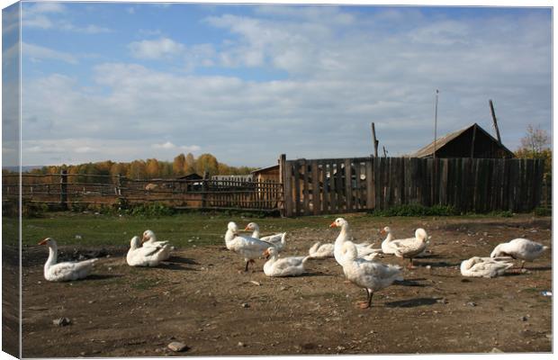 Geese, rural landscape Canvas Print by Larisa Siverina