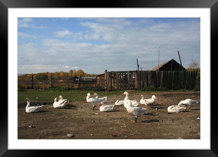 Geese, rural landscape Framed Mounted Print by Larisa Siverina
