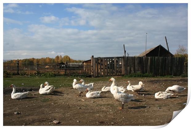 Geese, rural landscape Print by Larisa Siverina