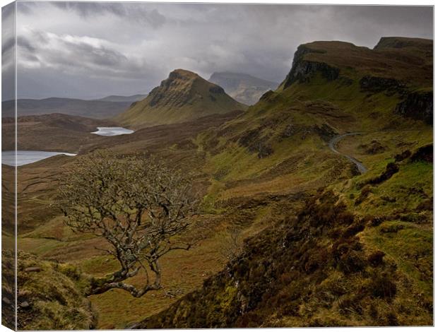 The Rowan Tree and The Quiraing. Canvas Print by Martin Appleby