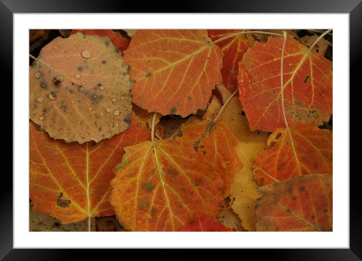 Autumn leaves Framed Mounted Print by Larisa Siverina