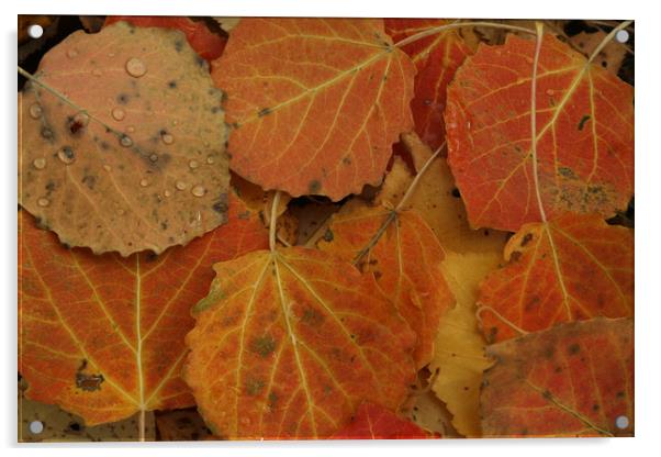 Autumn leaves Acrylic by Larisa Siverina