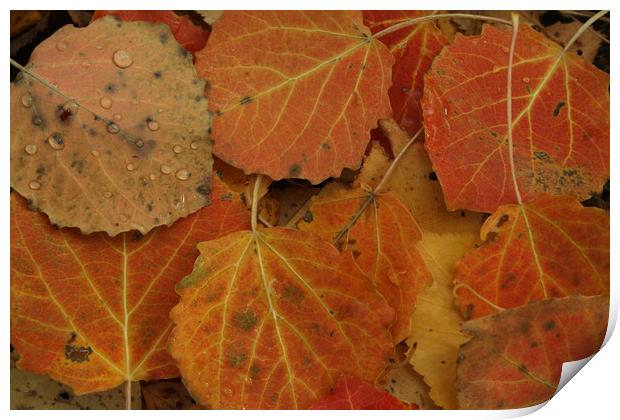 Autumn leaves Print by Larisa Siverina