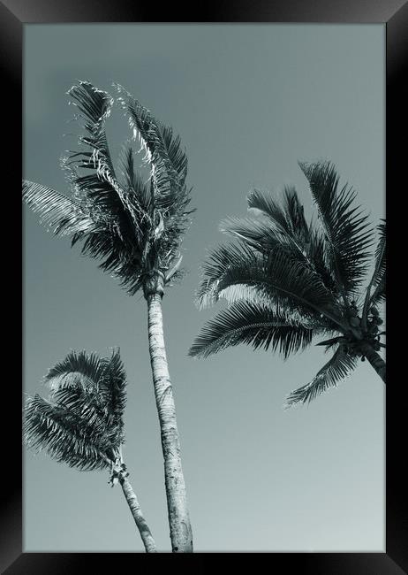 Palm trees Framed Print by Larisa Siverina