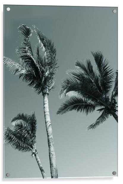 Palm trees Acrylic by Larisa Siverina