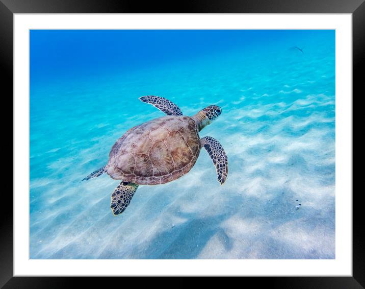 Turtles underwater Framed Mounted Print by Gail Johnson