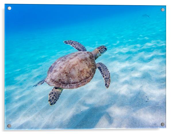 Turtles underwater Acrylic by Gail Johnson