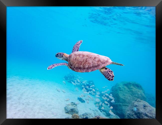Turtles underwater Framed Print by Gail Johnson